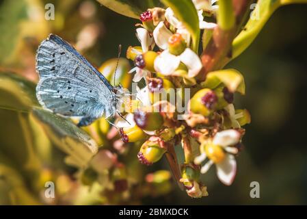 Weiblicher kleiner blauer Schmetterling, der offically cupido minimus genannt wird. Stockfoto