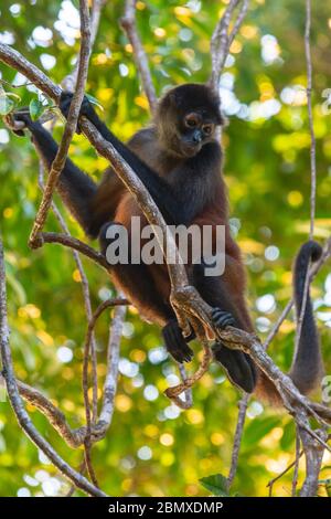 Ein Spinnenaffe schaut von einem Baum herunter, Costa Rica Stockfoto