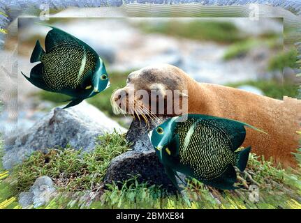 Kunst aus zwei Fotos, Land und Unterwasser, geschichtet ungewöhnlich zusammen, Blickfang, Collage. Stockfoto