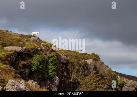 Bergziege auf der Spitze eines Hügels Stockfoto