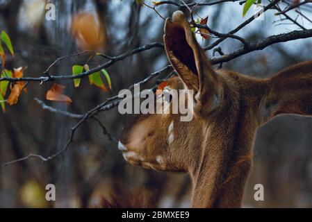 In der Dämmerung in Botswana auf einem Kudu schleicht Stockfoto