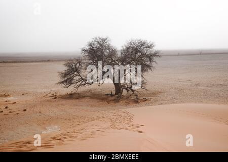 Einsamer Baum in einer Sandwüste unter einer Düne Stockfoto