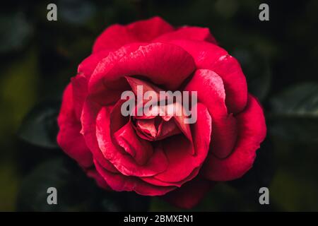 Einzelne Rose im Garten mit dunklem Hintergrund und Passionsrosa mit intensiver Farbe. Draufsicht mit Rose in der Mitte. Konzept Anziehung, Kraft, Stockfoto