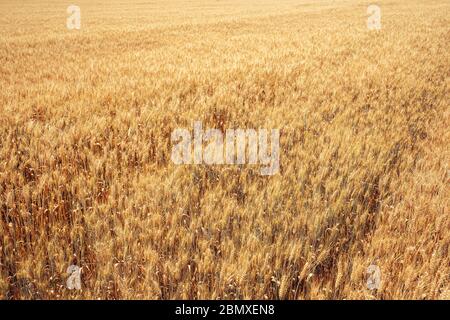 Nahaufnahme der Ernte Weizenplantage und die goldfarbenen Ähren des Weizens warten auf die Ernte Stockfoto