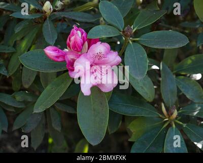 Rhododendren. Feder ist vollständig gefedert. Überall in England verlassene Büsche Straßen während der Coronavirus Lockdown. Rosa, Lila, rote und weiße Azaleen Stockfoto