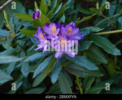 Rhododendren. Feder ist vollständig gefedert. Überall in England verlassene Büsche Straßen während der Coronavirus Lockdown. Rosa, Lila, rote und weiße Azaleen Stockfoto