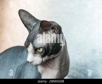 Künstlerische Fotografie einer schwarz-weißen hairless Sphynx Katze Stockfoto