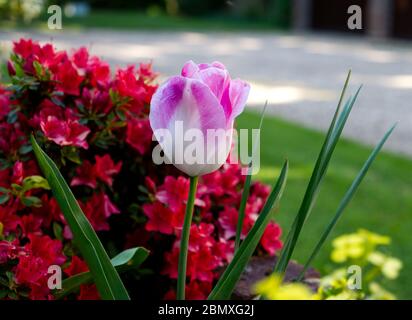 Die glorreiche Tulpe - Symbol des Frühlings in voller Blüte. Die englische Gartenmauer eines Hauses während der Sperrung des Coronavirus im Jahr 2020 zu vergrahen Stockfoto