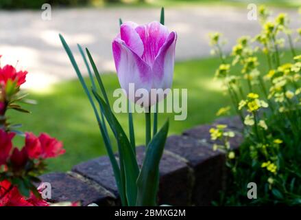 Die glorreiche Tulpe - Symbol des Frühlings in voller Blüte. Die englische Gartenmauer eines Hauses während der Sperrung des Coronavirus im Jahr 2020 zu vergrahen Stockfoto