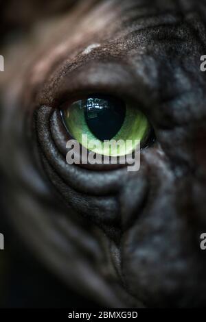 Schwarz-weiß haarlose Sphynx Katzenauge Stockfoto