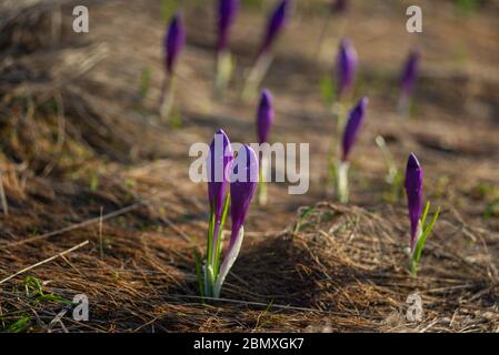 Alpenblumen. Zwei neugeborene violette Krokus-Blüten, die unter den gefallenen Blättern aufsteigen, zeigen erste Andeutungen und das Gefühl der Annäherung Stockfoto