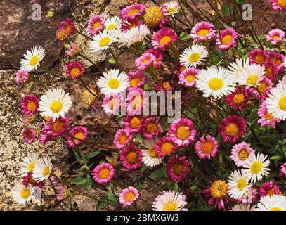 Mexikanische Fleabane Erigeron karvinskianus blühende in Rissen in einer Gartenwand in Somerset UK Stockfoto