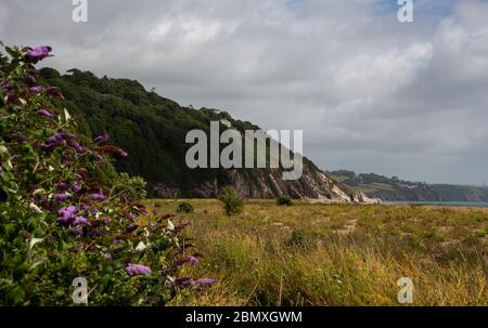 Sommerflieder, Buddleja davidii wächst am Beach Strete Gate Beach, in Slapton Sands, Kingsbridge, South Devon Stockfoto