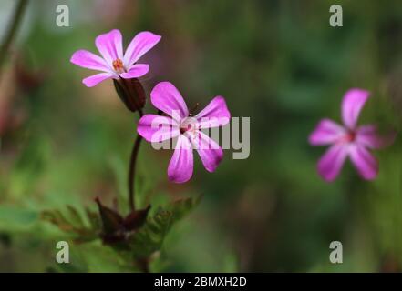 Makrobild der winzigen rosa Wildblumen von Geranium robertianum. Auch bekannt als Kräuter-Robert, Storksbill oder Roberts Geranie, in einer natürlichen Outdoor se Stockfoto