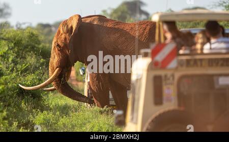 Alt und einer der wenigen verbliebenen afrikanischen Stoßelefanten der Welt, die im Tsavo Nationalpark im Süden Kenias von Safarfahrzeugen überfüllt sind Stockfoto