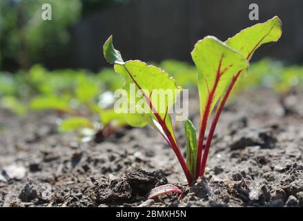 Ein junger Rote Bete Pflanze Sämling, Beta vulgaris, sonnendurchflutet in der Nähe, wächst im Freien in einer Zuteilung. Stockfoto