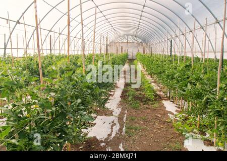 Tomatenblüte im Gewächshaus 'Solanum lycopersicum'. Stockfoto