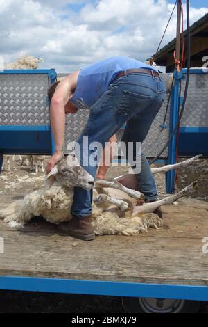 Ein Schaf, das beim Farmer Copley's Festival auf der Farm in Pontefract, West Yorkshire, im Juni 2019 geschert wird. Stockfoto