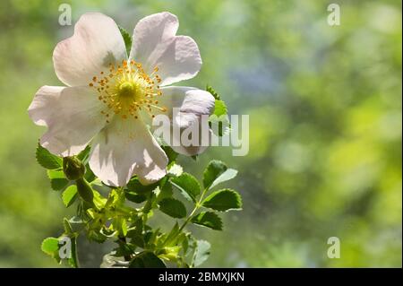 Wild Rose rosa Blumen (Rosa Canina) im Wald Stockfoto
