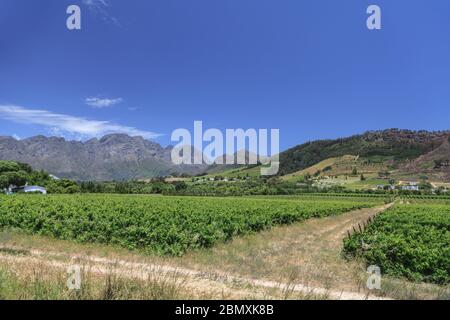 Weinberge und Landschaft in der Nähe von Franschhoek in den Cape Winelands, Western Cape, Südafrika Stockfoto