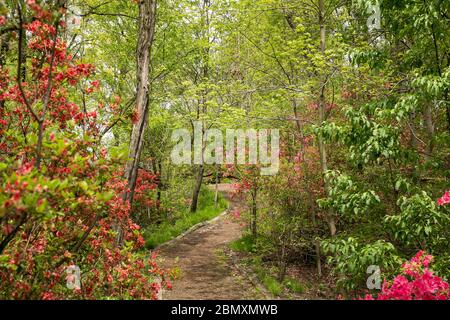 Frühling im Hallett Nature Sanctuary im Central Park, New York City. Stockfoto