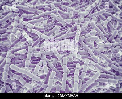 Streptococcus pneumoniae Zellen. 3D-Darstellung Stockfoto