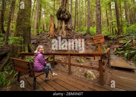 Frau auf Aussichtsplattform am knorrigsten Baum Kanadas im Westcoast-Regenwald im Avatar Grove-Port Renfrew, Britisih Columbia, Kanada. Stockfoto