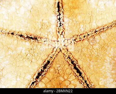 Seestern Ansicht Makro, Hintergrund, Textur Stockfoto