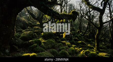 Wistmans Holz auf Dartmoor, England, Großbritannien Stockfoto