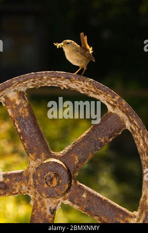 Wren sitzt auf einem alten Metallrad Stockfoto