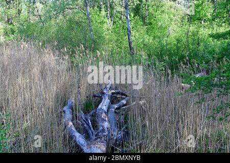 Wien, Österreich. Nationalpark Donau-Auen, die Lobau. Stockfoto