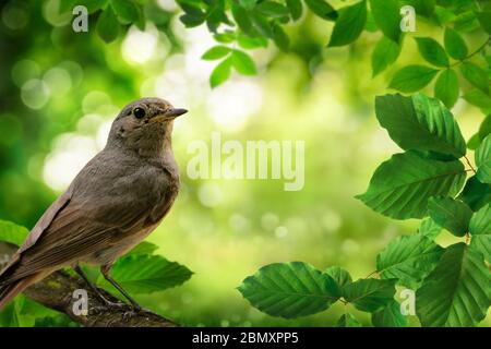 Vogel auf einem Zweig und grünes Laub umrahmt einen schönen Bokeh Natur Hintergrund Stockfoto