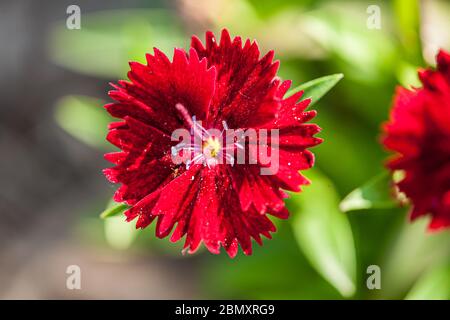 Rote Blüte im Frühling Stockfoto