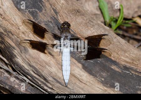 Gemeinsame Whitetail, Plathemis Lydia, männlich Stockfoto