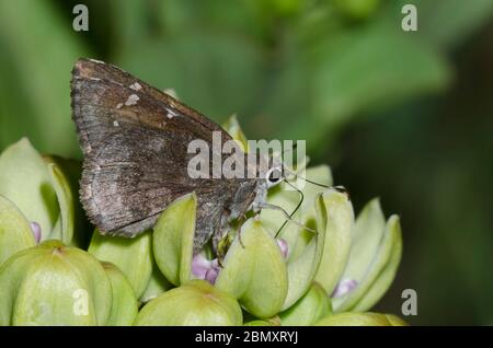 Outis Skipper, Cogia outis, Nektaring auf grünem Milchkraut, Asclepias viridis Stockfoto