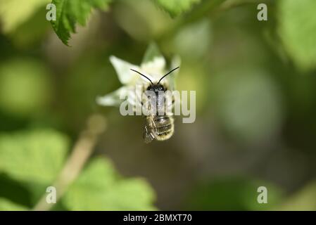 Mason Bee (Osmia bicornis) auf Himbeerblüte Stockfoto