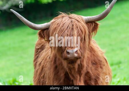 Glasgow, Schottland, Großbritannien. Mai 2020. UK Wetter: Eine Hochlandkuh an einem bewölkten und kühlen Nachmittag im Pollok Country Park. Kredit: Skully/Alamy Live News Stockfoto