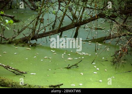 Pollen auf dem Wasser schwimmend Stockfoto