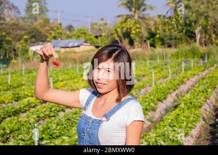 Asiatische Frauen halten rote Erdbeere auf dem Bauernhof. Stockfoto