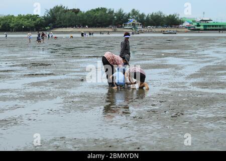 Touristen auf der Suche nach Schneckenschalen auf Bodenschlamm am Don Hoi Lot in Samut songkham , Thailand 15 Juli 2018. Stockfoto