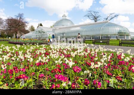 Glasgow Botanic Gardens blüht während der Sperrung des Coronavirus 2020, Glasgow, Schottland, Großbritannien Stockfoto