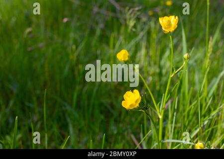 Schmetterlingsblume (Ranunculus bulbosus) blüht auf der Wiese. Nahaufnahme von gelben Wildblumen mit verschwommenem grünen Hintergrund. Stockfoto