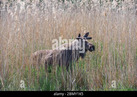 Elche oder eurasischer Elch an einem sonnigen Tag auf dem Land. Stockfoto