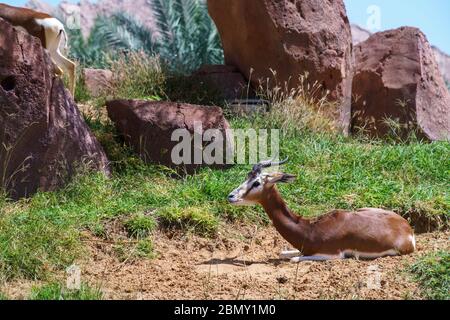 Männliche arabische Sandgazelle (Gazella marica), Arabische Halbinsel. Braune Gazelle ruht im Zoo eine Einrichtung. Konzept des leeren Zoos Stockfoto