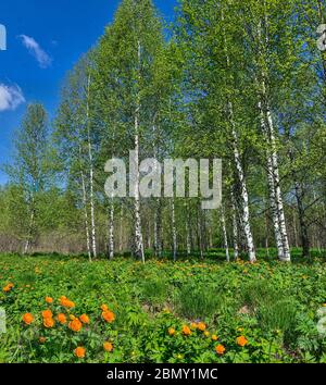 Blühende Lichtung von orangefarbenem trollius asiaticus oder Globenblumen im Frühling Birkenwald. Helle sonnige Frühlingslandschaft mit schöner blühender Wildfl Stockfoto