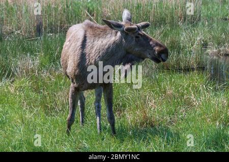 Elche oder eurasischer Elch an einem sonnigen Tag auf dem Land. Stockfoto
