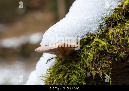 Pilz mit Schnee Stockfoto