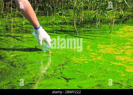 Globale Verschmutzung der Umwelt und des Wassers. Ein Mann sammelt grünes Wasser in einer Flasche zur Analyse. Wasserblüte, Fortpflanzung von Phytoplankton, Algen Stockfoto