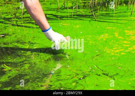 Globale Verschmutzung der Umwelt und des Wassers. Ein Mann sammelt grünes Wasser in einer Flasche zur Analyse. Wasserblüte, Fortpflanzung von Phytoplankton, Algen Stockfoto