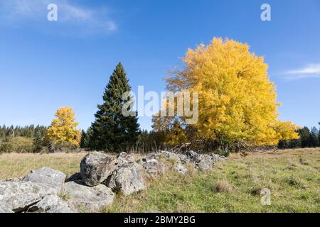 Espen im Herbst Stockfoto